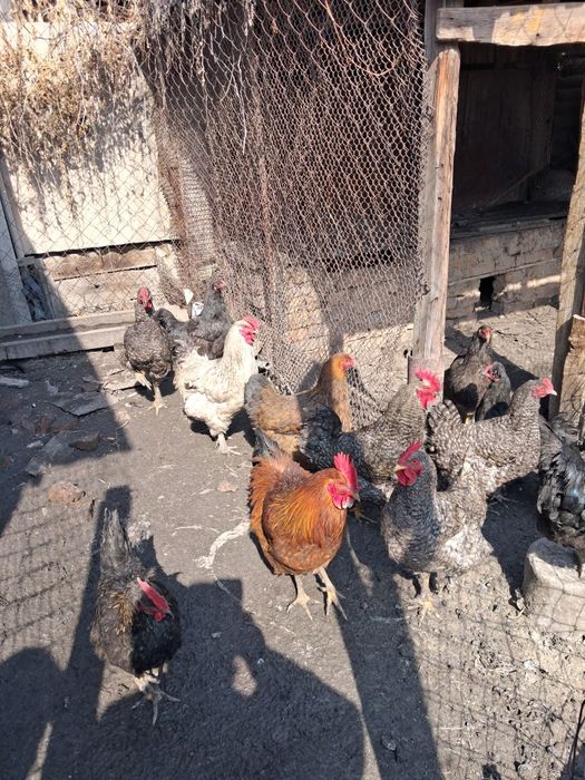 Продам петухов кур
