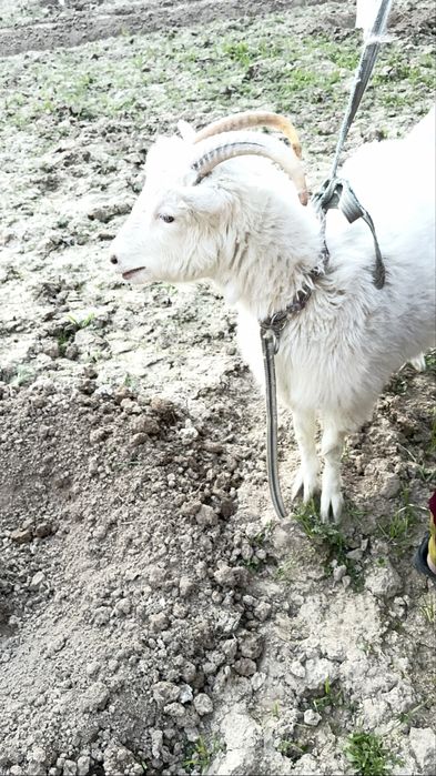 Сотилади Зотдор эчки