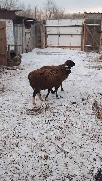 Продам котных овец