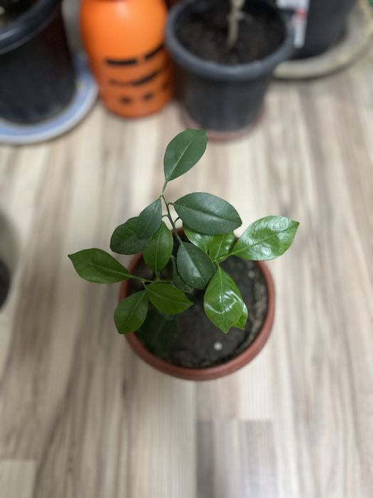 Продам мандарин каломандин