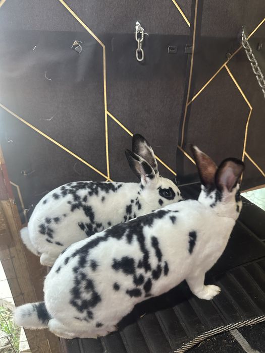Iepuri U.G Galben , Rex Dalmatian Rex Castor Bacau • OLX.ro