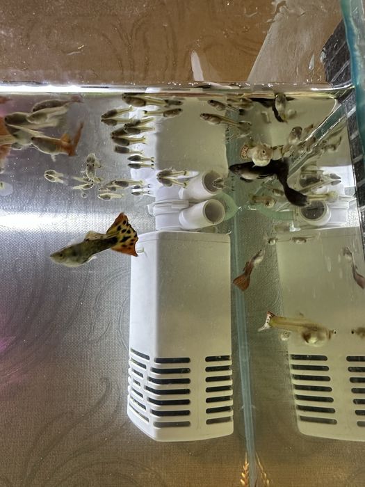 Гуппи разновидные