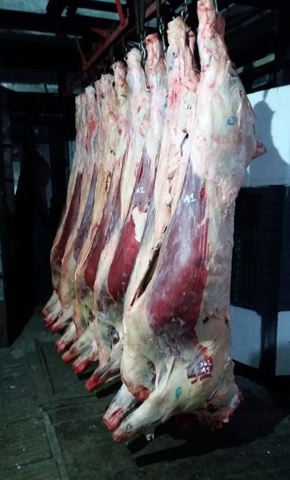 Оптом мясо говядины телятины конины