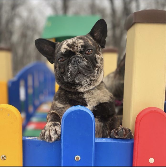 Девочка французского бульдога