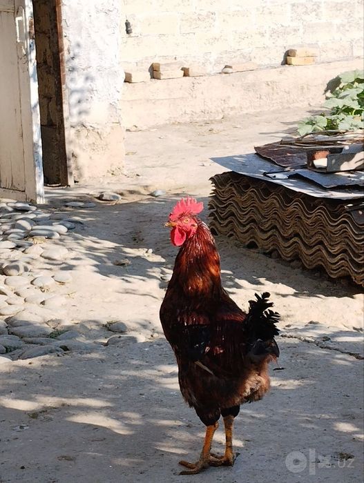 Ximxian va adliriski xoʻrozlari qoldi