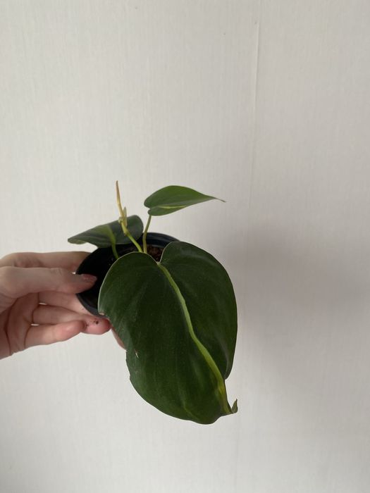 Филодендрон бразил