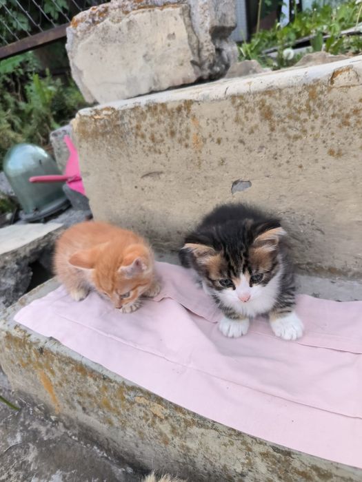 Котят отдам в добрые руки