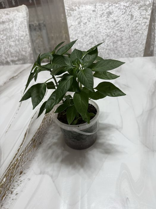 Комнатный горький перец