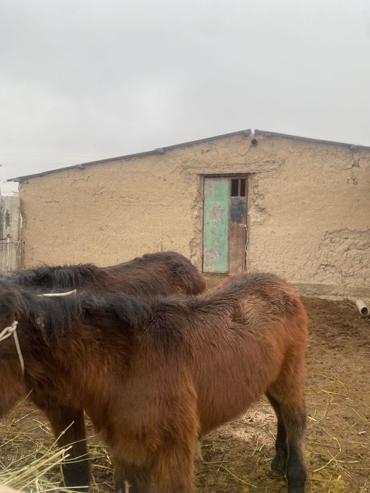 Жабағылар сатылады