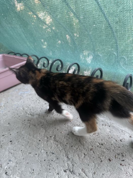 Отдам котят бесплатно