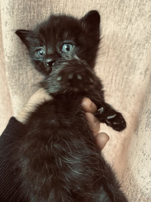 Котенок  в добрые руки