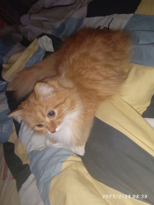 Отдам в хорошие руки