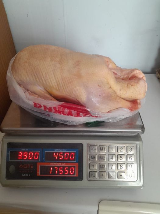 Продам гусей и индоуток домашних