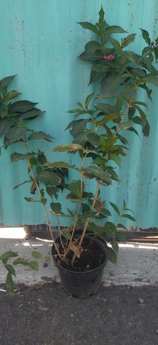 Кустарники разные