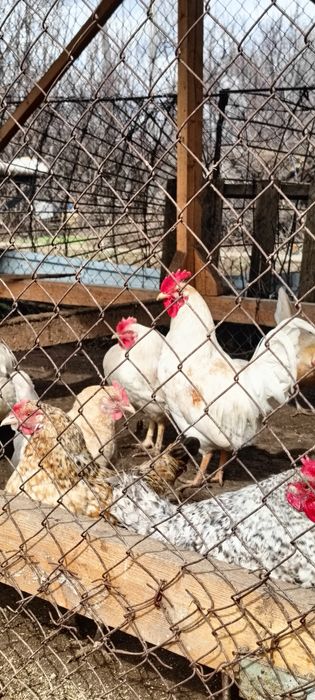 Петух 6000 продам