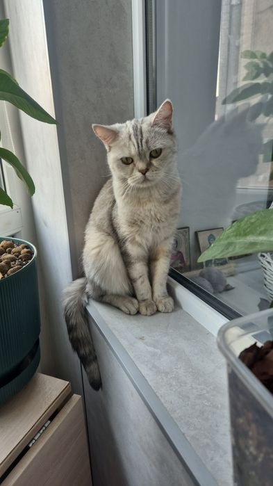 Кошка. Британская короткошерстная