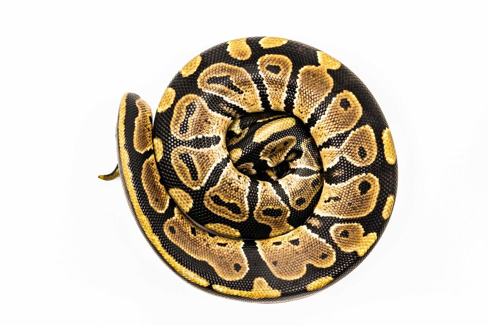 Pitoni Regali (Python Regius)