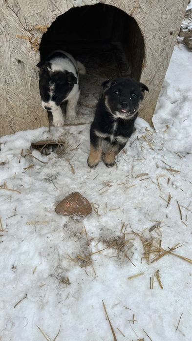 күшік тегін тегін