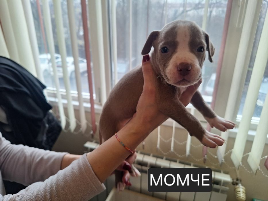 Американски Питбул териер