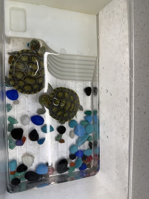 Черепахи красноухие водяные