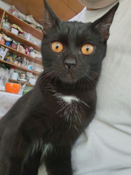 Котенок, чёрненький