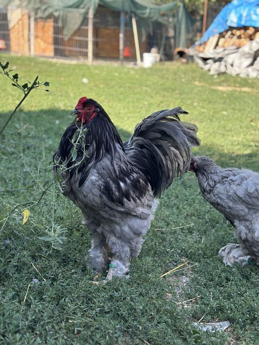 Pereche brahma albastru