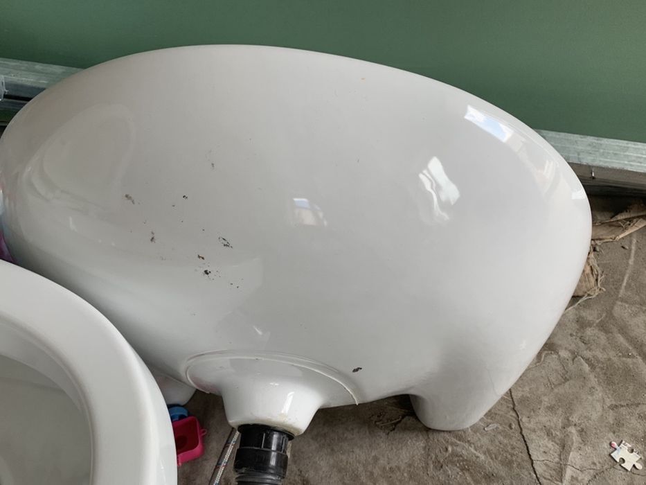 Раковина тюльпан