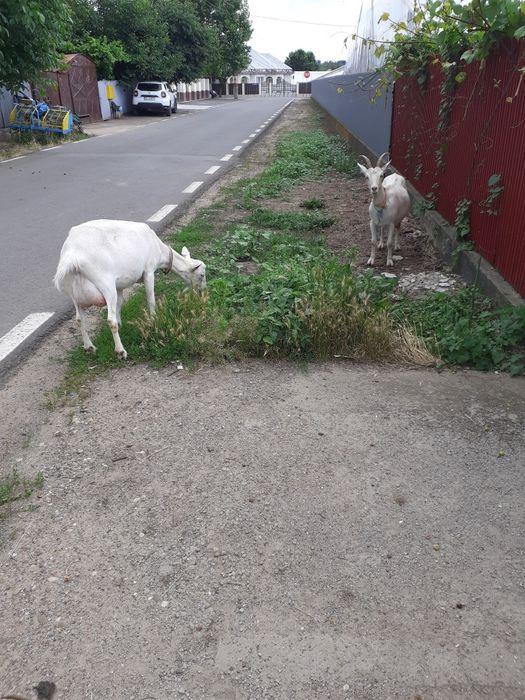 Capre sannen cu lapte fr bun 7-8L la zi