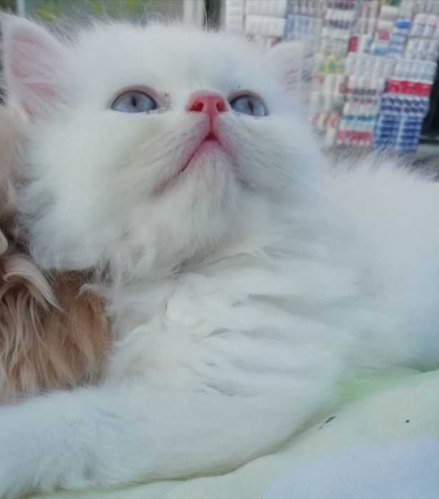 Персидские котята