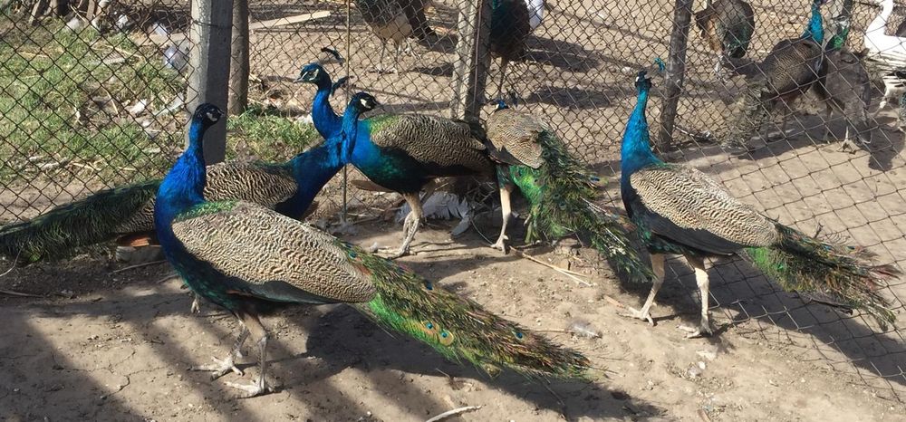 Pauni maturi 3-4 ani.  Pauni 1 an.   Pauni albi