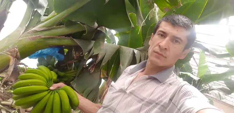 Banan ko'chat    .