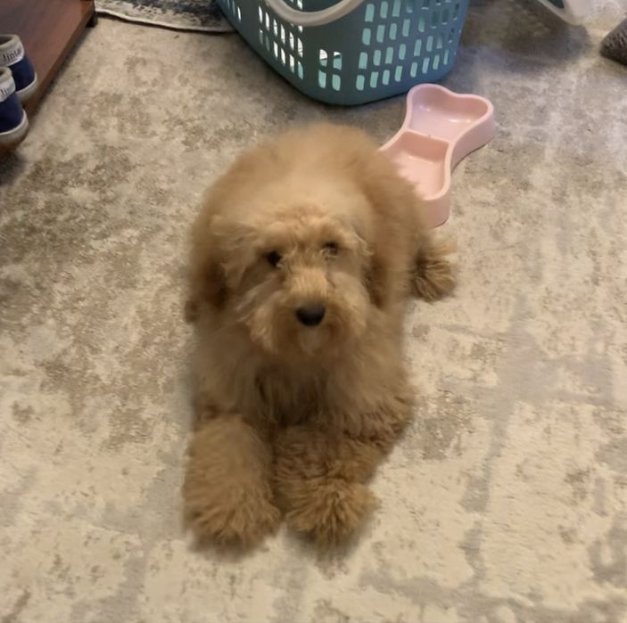 Собака породы МУЛЬТИПУ