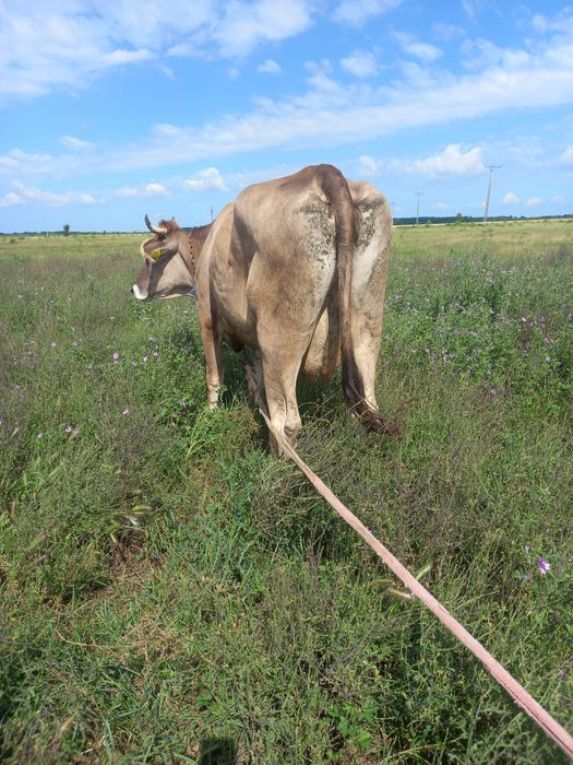 Vând vaca de 4 ani gestanta in 3 luni jumate se poate controla