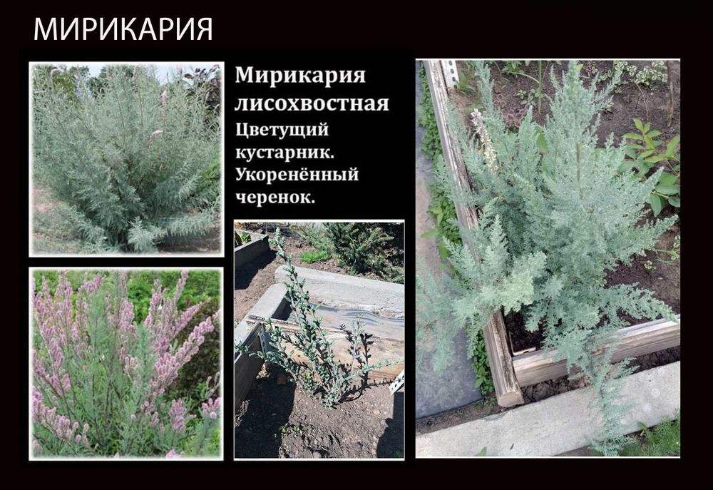 Многолетние цветы.