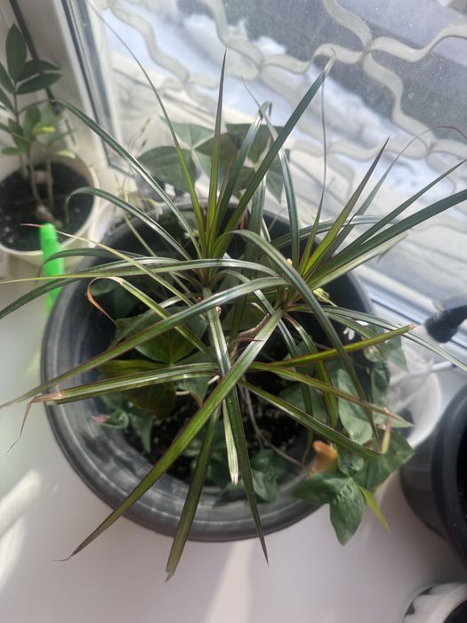 Драцена и кофе арабика