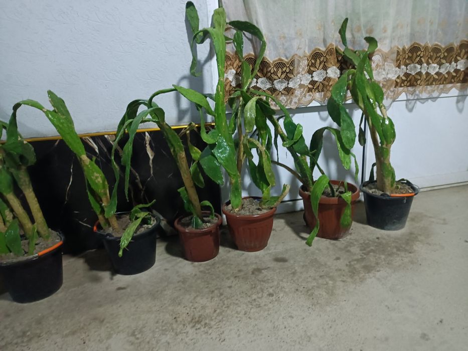 Chiroyli zõr gullar sotiladi