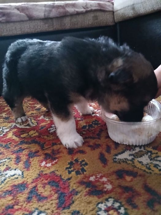 Отдам в хорошие руки