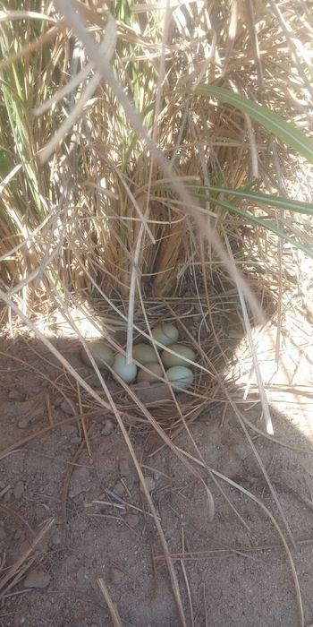 Urush haqida pornografik filmlar