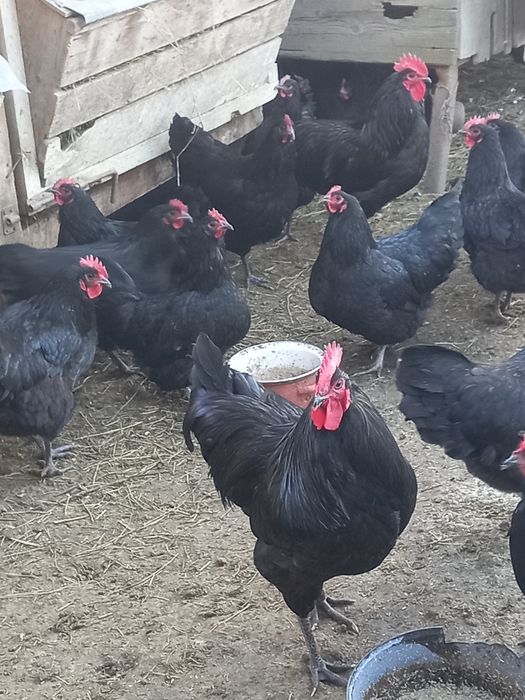 Ouă pentru incubat Australorp negru
