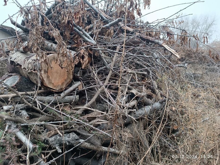 Утин (Дрова, Oʻtin) сотамиз, мевали дарахтларники.