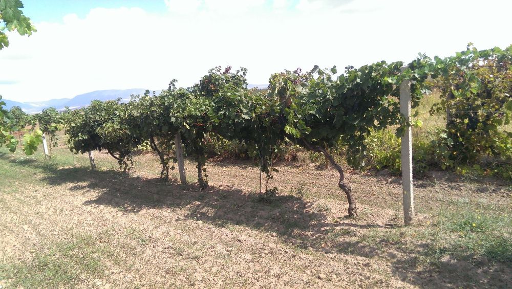 Продава се Земеделски имот в с. Панаретовци, Област Сливен -  кв.м за 1658 €/дка - Снимка #6