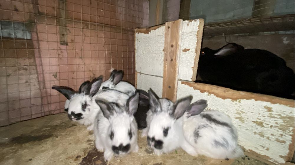 9 ta quyonchasi bilan urg‘ochi quyon sotiladi