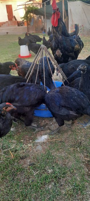 Qorashagzoda va chatishgan jojalar