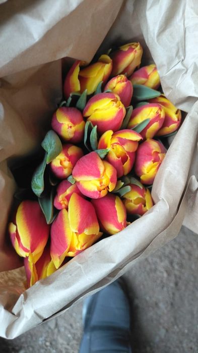 Луковицы тюльпанов