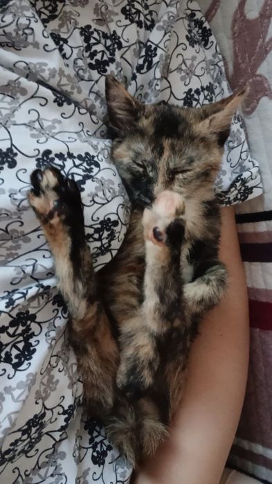 Котенок бесплатно