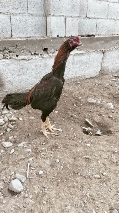 Даканчик майский