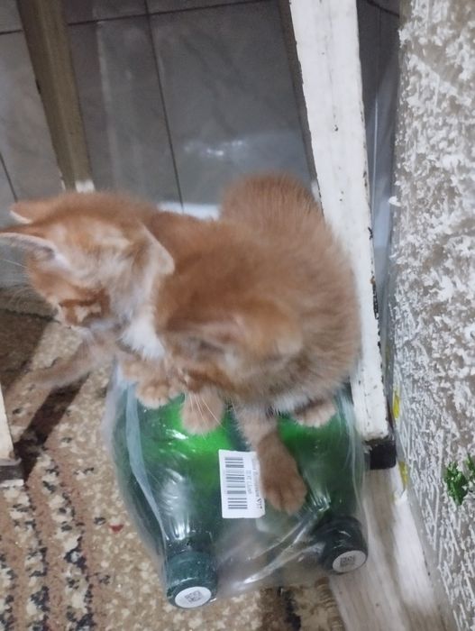 Отдам котят в хорошие добрые руки