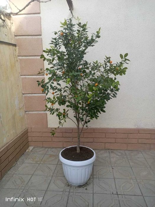 Декоратив Цитрон (японски мандаринча)