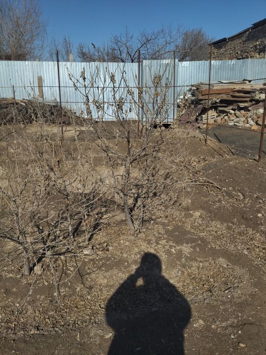 Жиде кошет 2-3-жылдык . Букарски жиде кошет