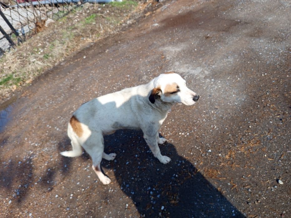 Собака хорошая 4лет умный